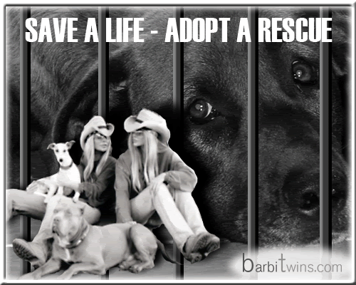 BarbiTwins,dogs,cats,pets,rescue,shelter,kitty liberation front,shane and sia barbi,adopt